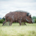 Wildcrete Wild Boar